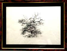 E. HARRISON COMPTON "Eichenbaum 1916" Handzeichnung SIGNIERT + Rahmen Zertifikat