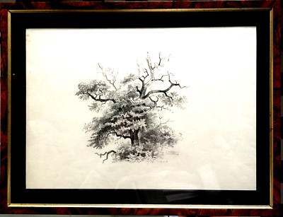 E. HARRISON COMPTON ''Oak Tree 1916'' Hand Drawing SIGNED + Frame Certificate