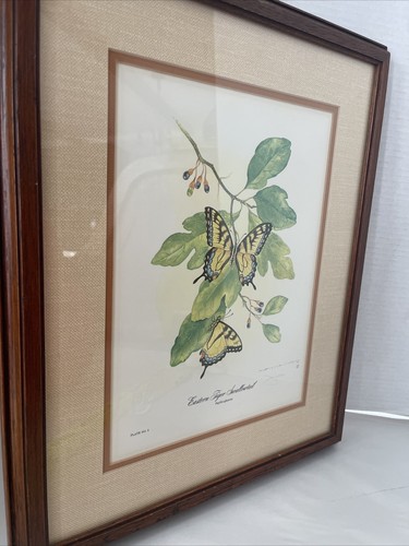 JIm Oliver Swallowtail Plate Print Eastern Tiger Butterfly Framed 17x14” Vintage - Picture 7 of 13