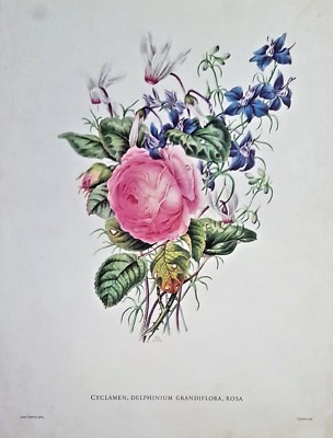Painting by James Andrews. Cyclamen, Rosa. Clarke sculp. Print. Vintage Item.