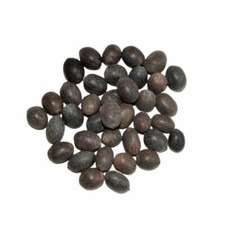 21 PC KAMAL GUTTA GATTA LOTUS SEEDS NELUMBO NUCIFERA for Goddess Laxmi FREE SHIP