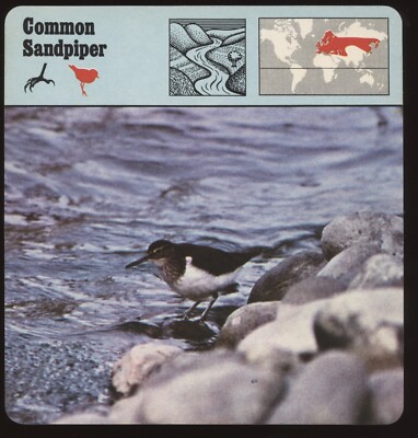 Common Sandpiper  Safari Cards Rencontre Birds