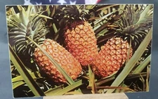 Unused 3 1/2 x 5 1/2 Postcard Field Of Pineapples Hawaii