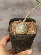 2-3cm 1PCS Cactus Live Plants Fockea Edulis Root Tuber Beautiful Rare Cactus