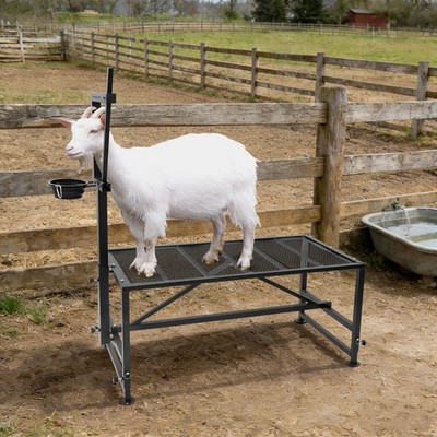 Goat Milking Stand Farm Animals Livestock Milking Stand 600lbs Load Feeding Bin