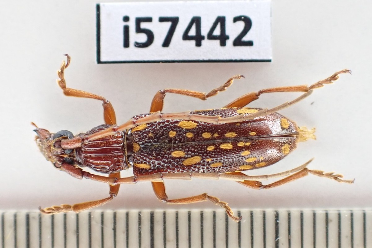 i57442. Insects, Cerambycidae sp. Vietnam, Nghe An | eBay