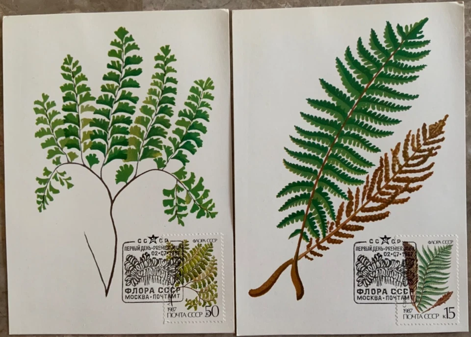 Russia USSR 1987, Sc# 5572-5576 flowering ferns Maximum cards - Image 3 of 4