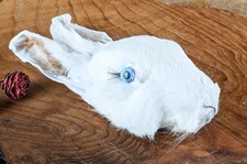 Bunny Rabbit Head mount Specimen Taxidermy Oddities curiosities craft doll head