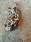Vintage Ty Beanie Baby Freckles The Cheetah  Plush NWT 1pc - Roughly 6”