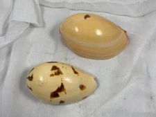 (2) MELON MELO SEA SHELLS 6" & 7", NAUTICAL, BEACH