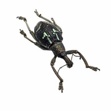 The Weevil Beetle (rhinoscapha insignis) Taxidermy Oddities A1 Specimen Display