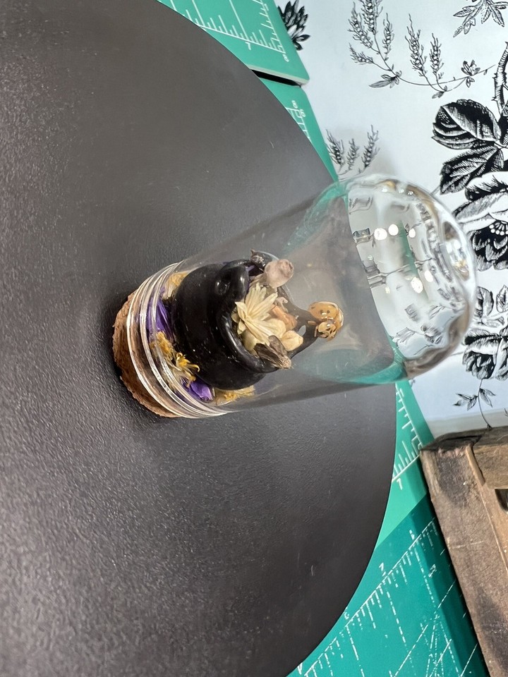 Alchemy glass dome display taxidermy curiosities oddity Lady Bug,beetle