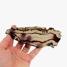 Brazilian Agate Slab - Translucent Orange Banding - Backlit Display Quality