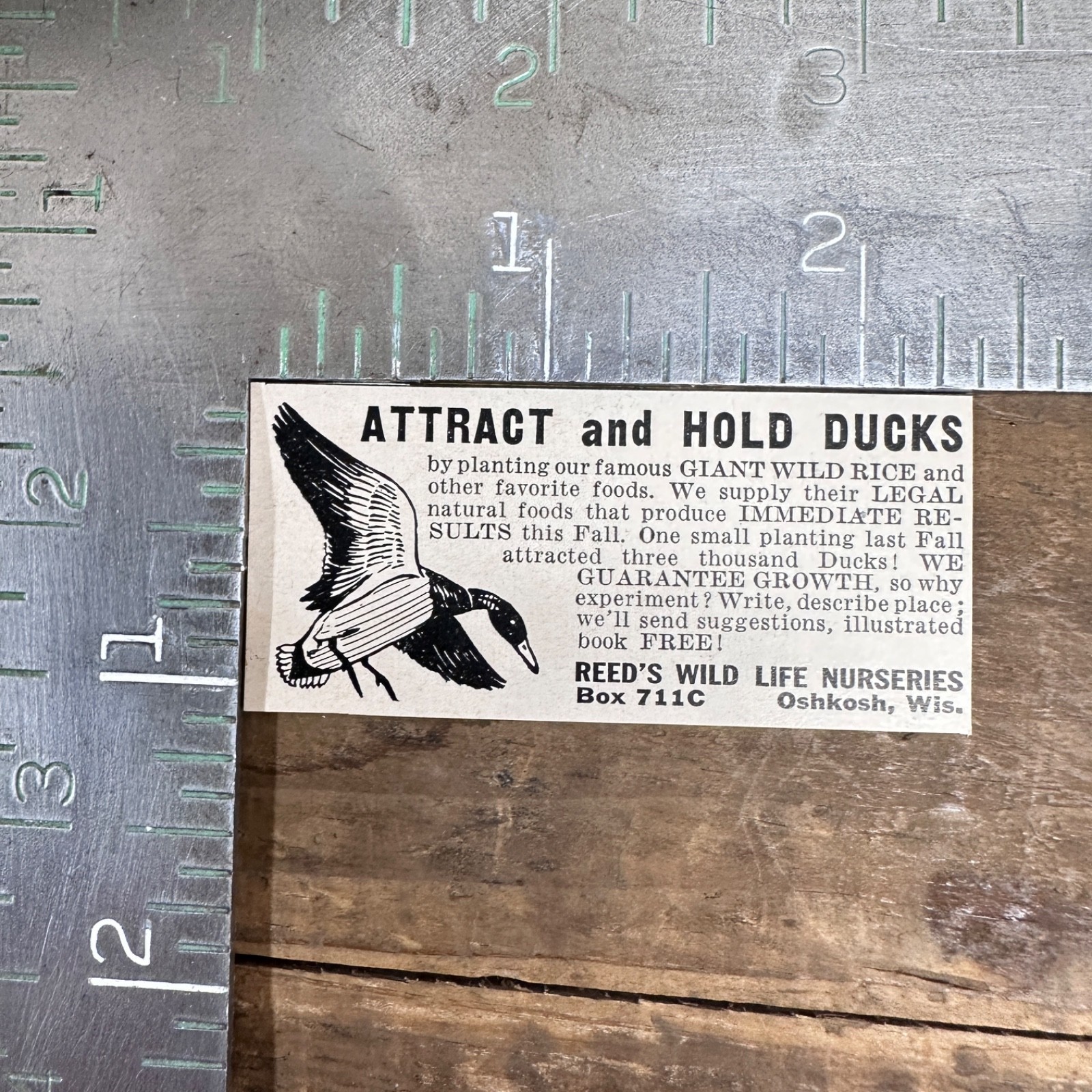 1941 REED'S WILD LIFE NURSERIES Oshkosh Wisconsin Vintage Print Ad Attract Ducks