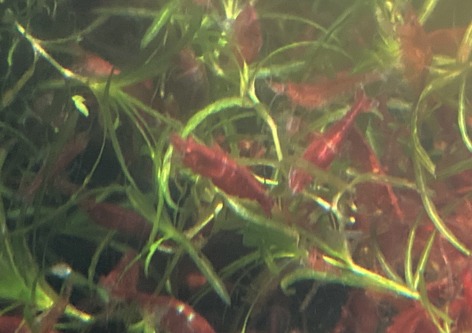 Crevettes Davidi Red Cherry lot de 10 crustacés pour débuter en aquariophilie