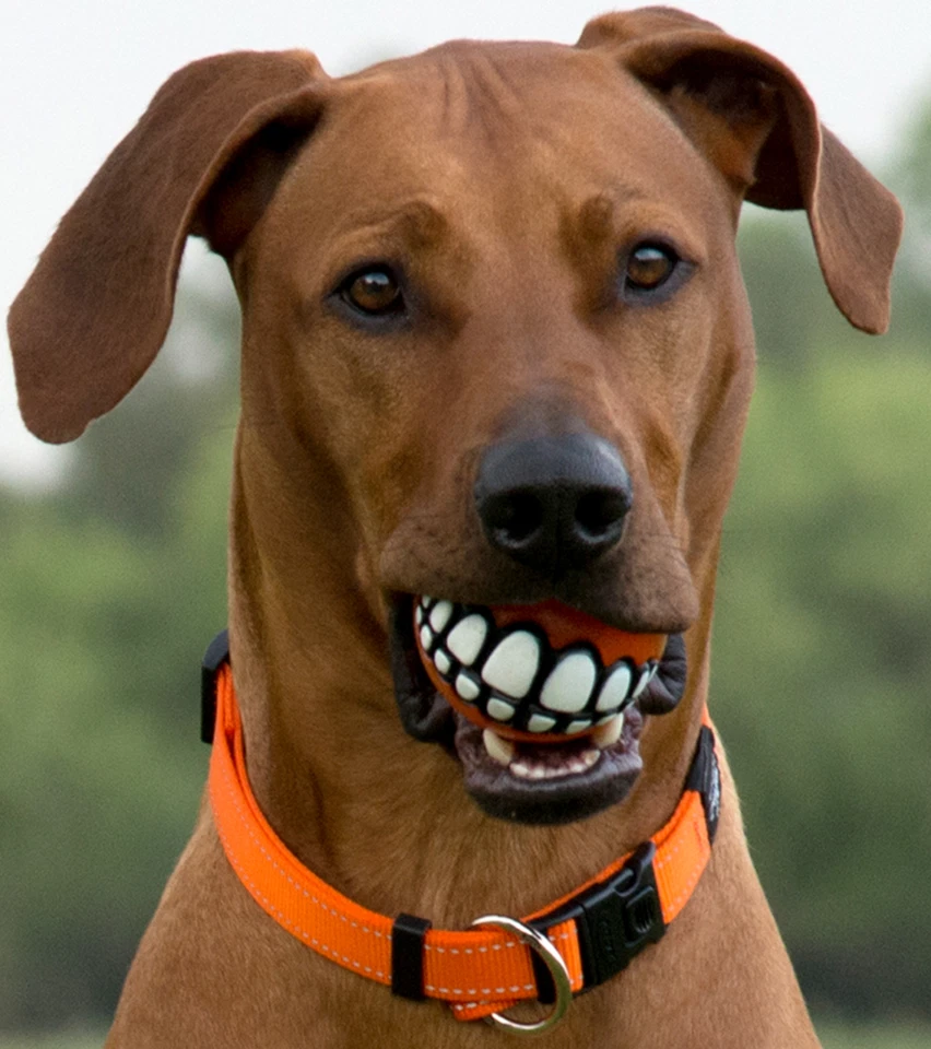 Rogz Ball With Teeth Smile 4 Color Orange Pink Lime Green Blue Gift 4 Pack - Image 2 of 4