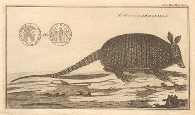 Römische Goldmünze Septimius Severus. Amerikanisches Gürteltier. Gürteltier 1768 Druck