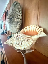 Old Specimen 1950’s  Australian Trumpet Conch Shell Seashell & Driftwood Stand