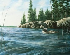 Ceramic Backsplash Tile Mural Waterfowl Bird Kitchen/Bathroom - Summer Loon