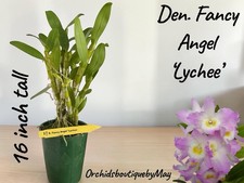 Dendrobium Den. Fancy Angel 'Lychee' Orchid Vegetative Potted Plant 16 in