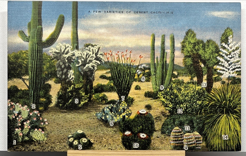 Desert Cacti Postcard A Few Varieties Unposted Unused Natural Color