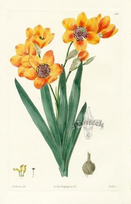 1838 Robert Sweet British Flower Garden Orange Cape Buttercup Original Print