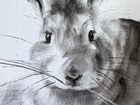 ORIGINAL “Rabbit Sketch” Artist Nat  Hodson 2025 Charcoal 8”x11.5”  NOT AN ACEO — photo 5