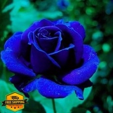 Exotic Rose Seeds 120 Rare Hybrid Perennial Shrub Garden Plant