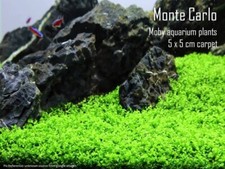 Monte Carlo 5cm carpet - Beginner Live Aquarium Plant Shrimp Fish Tank Aquascape