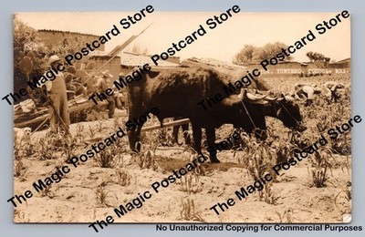 Yuntero Oxen Farming TOLUCA Mexico RPPC Real Photo Cover to Waco TX 1939