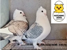 3 FERTILE MIX HATCHING  PIGEON EGGS GREAT BLOODLINES QUICK USPS PRIORITY MAIL