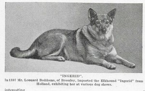 Norwegian Elkhound "Ingerid" - 1934 Vintage Dog Art "Photo" Print - MATTED 