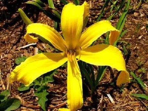 Daylily 3 Variedades Borboleta Imperador, LONA DE COCHONILHA, CAROLICOLOSSAL - Imagem 3 de 3