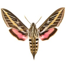 Hyles lineata ONE REAL SPHINX MOTH WHITE LINE...