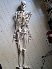 Erler-Zimmer skeleton Hugo