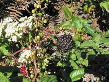 Rubus glaucus | Andean Raspberry | Mora de Castilla | 50 Seeds