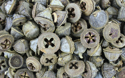 1000Kräuter Eukalyptusfrüchte ganz Eucalyptus globulus zum Basteln Deko 100 g