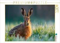 Puzzle Calvendo LièVre Brun Dans La RoséE Du Matin Sur La Prairie | 1000 PièCes,