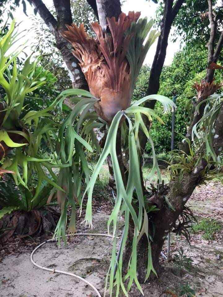 ビカクシダ Platycerium willinckii Angel #1 spored ビカクシダ