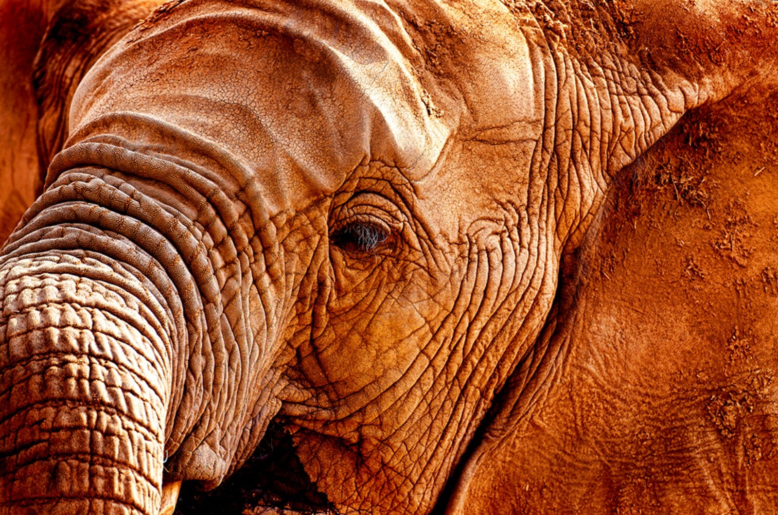 Fotografía Namibia, elefante # 9068, impresión fotográfica sobre lienzo mate, 100x66 cm