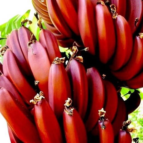 GOLDFINGER" Banana Tree Rare plant! HEALTHY pesticide free | eBay