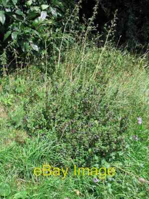 Photo 6x4 Black horehound (Ballota nigra) Salhouse Growing beside track p c2008