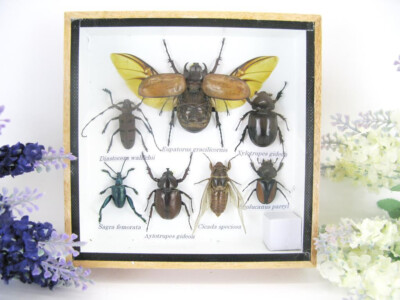 Beautifully Prepared Insects Display Case Taxidermy Entomology - s17