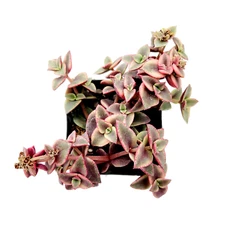 Crassula marginalis rubra 'Variegata' "Calico Kitten" Succulent Plant