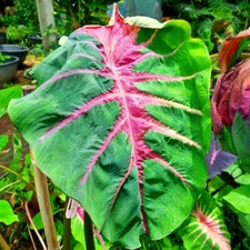 Colocasia Live Bulb Rainbow Butterfly New Hybrid Free Phytosanitary Certificate