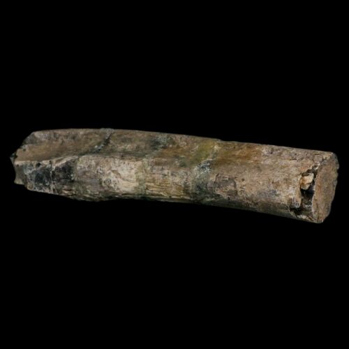 11.4" Camarasaurus Dinosaur Fossil Rib Bone Morrison FM CO Jurassic Age COA - Picture 7 of 11