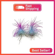 Thin Air Plant, Guatemala Tillandsia Live Airplant, Healthy Arrival Guaranteed,