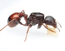 RARE Rough Harvester Queen Ant Pogonomyrmex Rugosus W/ Brood Live Insect Feeder