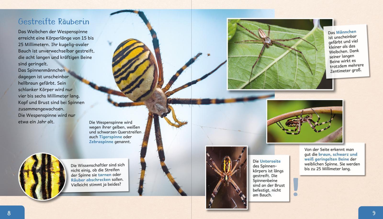 Thumbnail - Meine Große Tierbibliothek: Die Spinne | Sachbuch Für Vorschule &