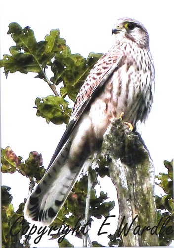5" x 7" Limited Edition Bird Photograph 'KESTREL' in 8"X10" Mount - Picture 2 of 2